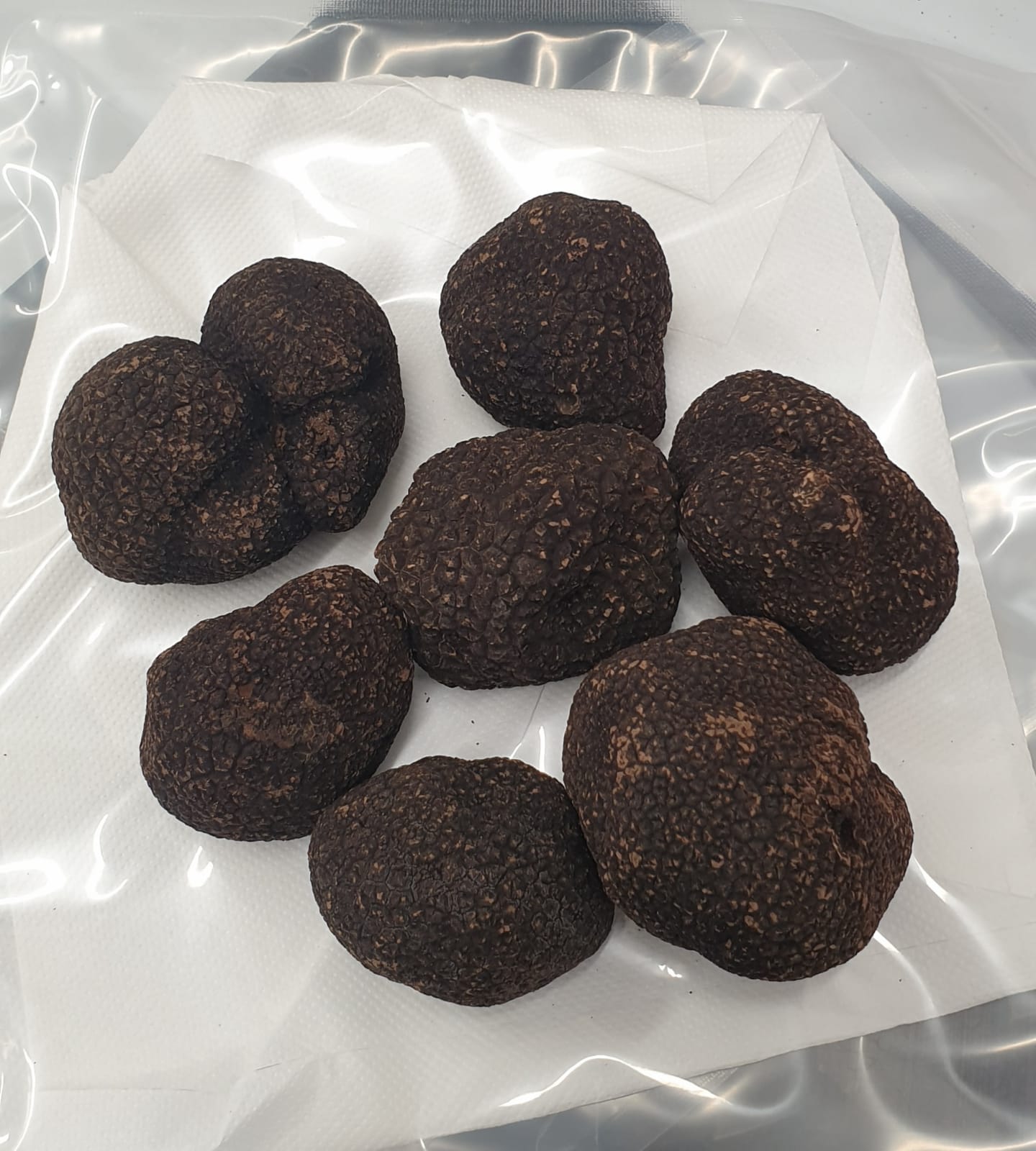 La truffe noire Tuber melanosporum