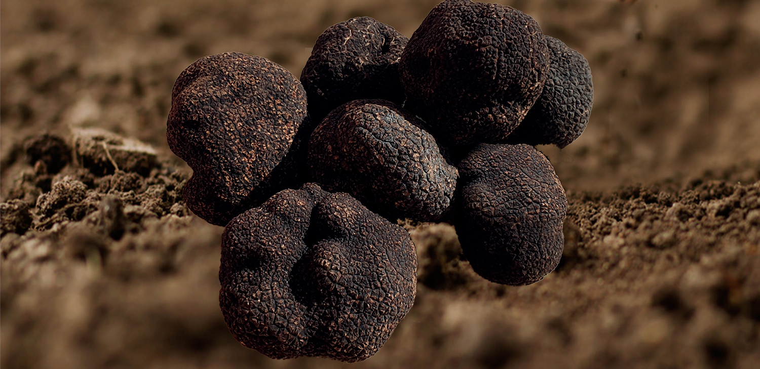 Maison Jacquet Truffes